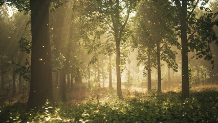 Obraz premium A Serene Oak Grove at Sunset