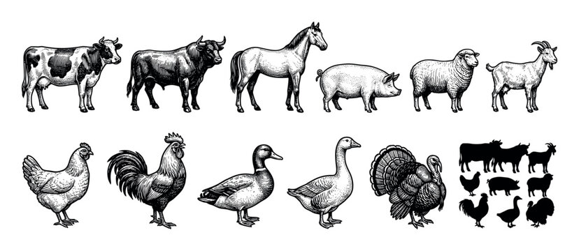 Collection of hand-drawn farm animal illustrations in a detailed vintage engraving style, featuring livestock and poultry with a corresponding set of black silhouettes