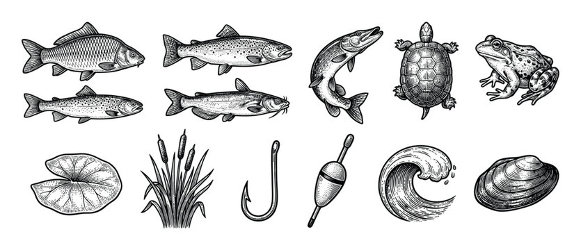 Set of vintage fishing and freshwater life illustrations including carp, trout, pike, a turtle, frog, and tackle in a black and white hand-drawn engraving style