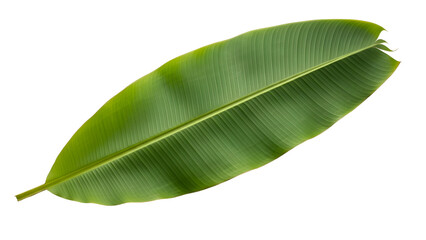 Fototapeta premium Green banana leaf isolated on transparent background