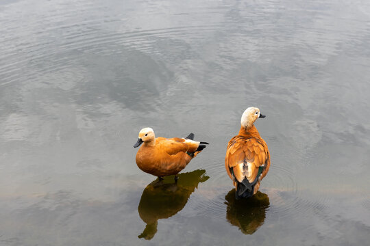 A pair of ogar ducks (red duck) are standing in a shallow place in the water
