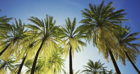 Tall palm trees reach skyward, their lush green fronds illuminated by bright sunlight against a vivid blue sky. A perfect tropical setting conveys relaxation and serenity.