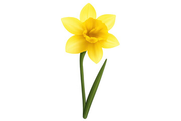 Yellow daffodil narcissus flower blooming on transparent background