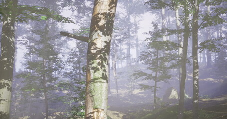 Fototapeta premium Close birch trunk showing textured bark, green lichen patches and moss detail visible, shallow depth isolates subject for botanical study and rustic branding.