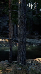 Fototapeta premium Pine tree trunks beside dark pond, rugged bark and moss framing calm reflective water at dusk, scattered pebbles and boulders along shadowed shore, quiet