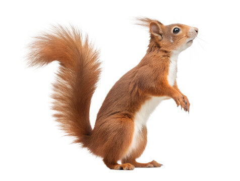Red squirrel standing isolated on transparent background