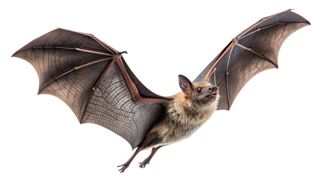 Flying Fruit Bat with Spread Wings Isolated on Plain transparent Background, Bat, Flying, Wing, Mammal, Isolated, White, Background, Wildlife, Nature, Animal, Spread, Flight, Creature, Fauna,