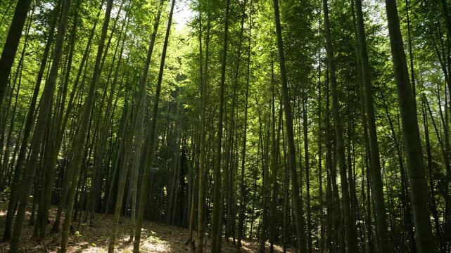 Serene Bamboo Forest with Sunlight Filtering.