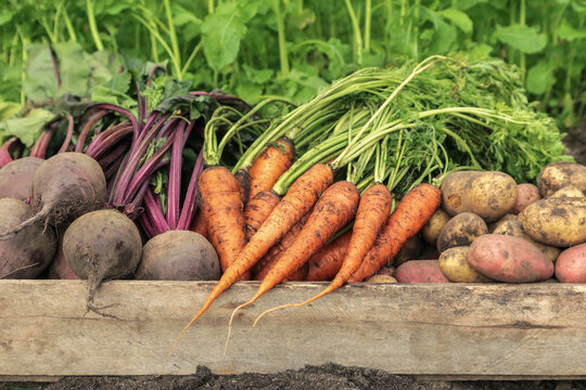 Autumn harvest of organic root vegetables in wooden box in garden close up. Freshly harvested carrot, beetroot and potato. Bio and eco farming cultivation