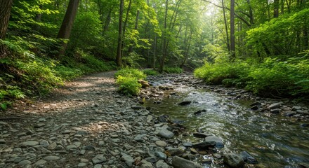 Sunlit forest path winds alongside a rocky, flowing stream deep within the woods