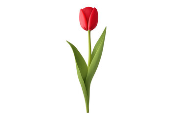 Obraz premium Red tulip flower blooming with green stem leaves