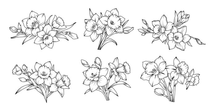 Hand drawn daffodil flower bouquets in detailed line art style, spring botanical floral arrangements with silhouette narcissus blossoms buds and leaves illustration