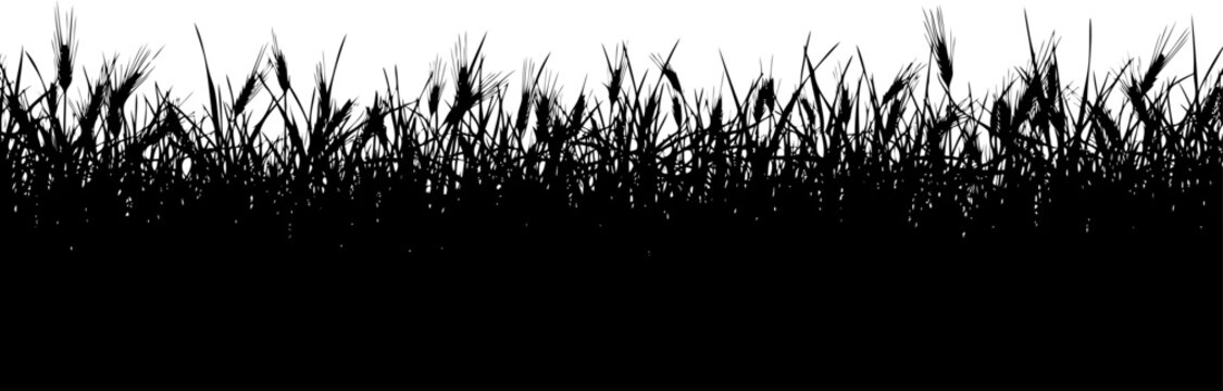 Horizontal grass field and wheat meadow silhouette vector