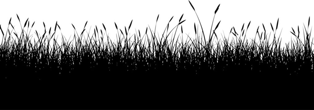 Thick row of marsh reeds and aquatic wetland grass silhouette vector