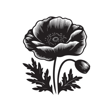 Poppy flower black and white engraving style illustration with blooming bud and leafage
