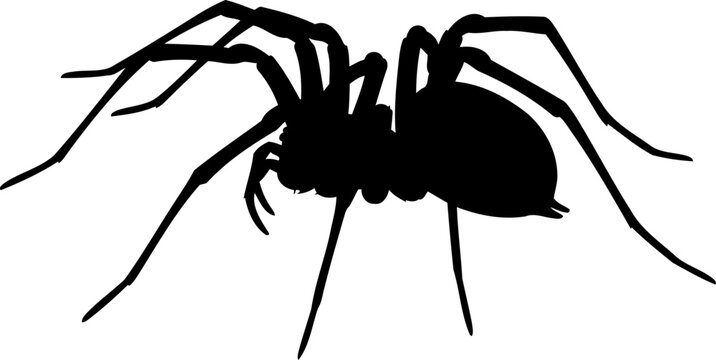 Predatory spider silhouette side view crawling arachnid vector illustration