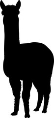 Obraz premium Standing alpaca silhouette front view livestock vector graphic