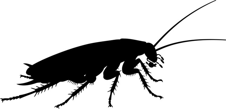 Side view cockroach silhouette insect vector illustration