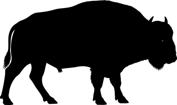 Standing bison silhouette side view wild mammal vector illustration