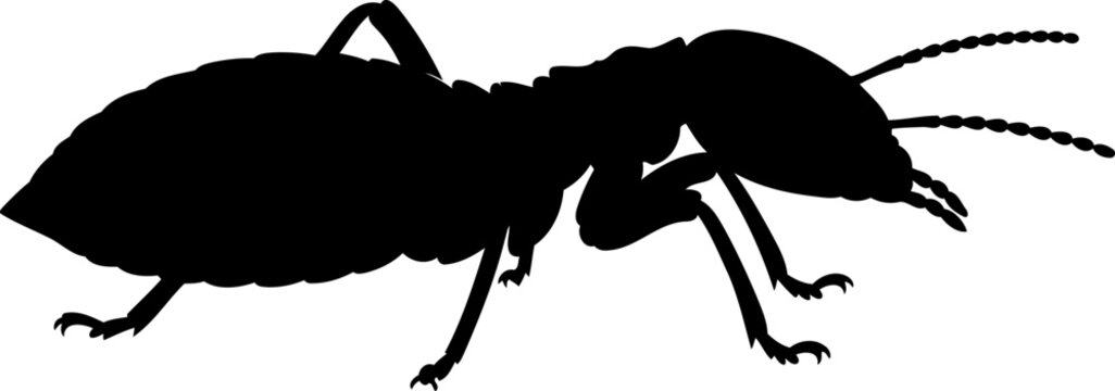 Termite silhouette side view wood eating insect pest vector illustration