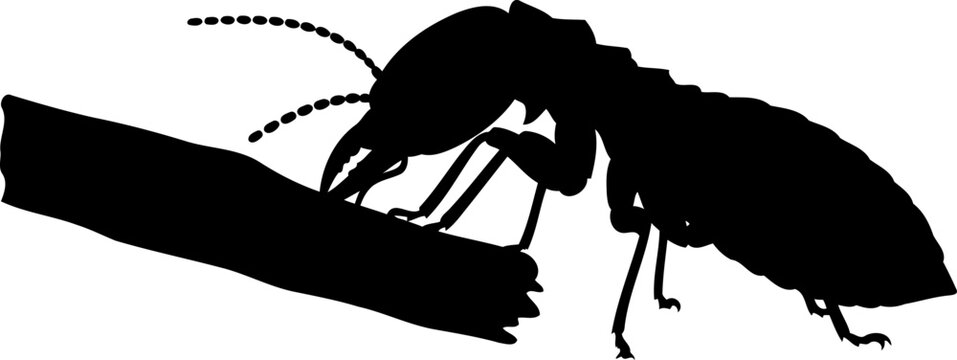 Termite silhouette on wood branch insect pest vector illustration