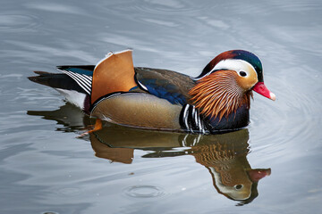 Beautiful colorful duck swimming in the lake, Kragujevac, Serbia