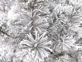 The close-up photo shows pine branches densely covered with frost or snow. Pine needles look fluffy and white, creating a winter or Christmas atmosphere.