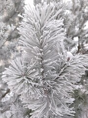 The close-up photo shows pine branches densely covered with frost or snow. Pine needles look fluffy and white, creating a winter or Christmas atmosphere.