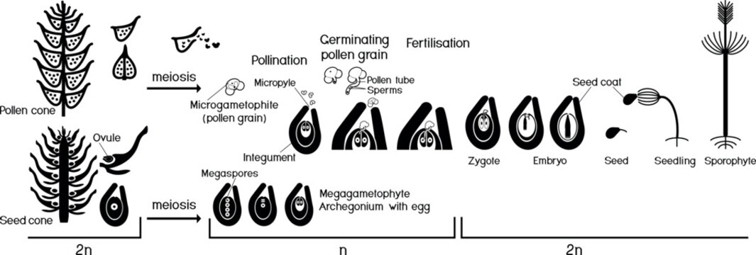 Black silhouette of life cycle of spruce tree: reproduction of gymnosperms with titles