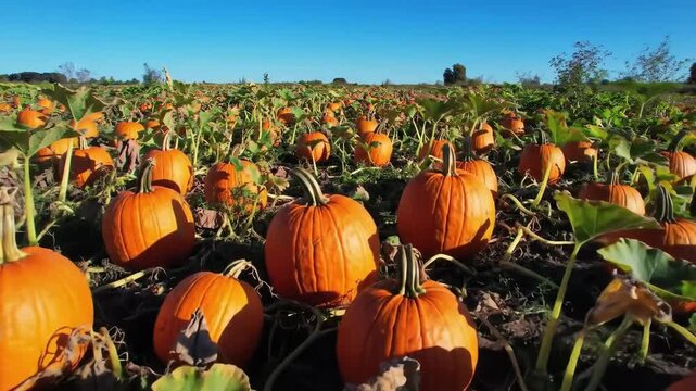Vibrant pumpkin patch under a clear blue sky, showcasing the autumn harvest.