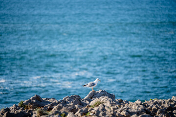 Seagull standing on rocks above Atlantic ocean