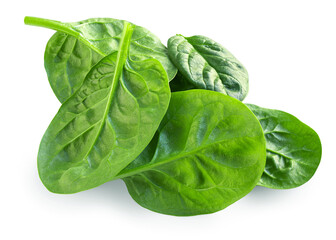 Fototapeta premium Spinach isolated. Fresh Spinach leaf&nbsp;on white background. Baby Espinach leaves as food salad ingredient. Package design element. HighQuality image