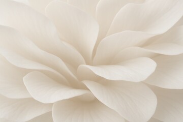 Obraz premium White flower petals creating soft layered texture, ideal for backgrounds
