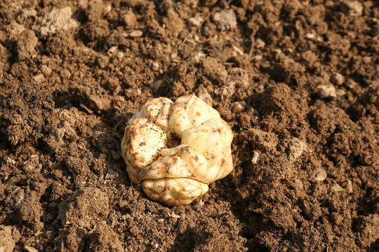 Fresh Lily Bulb on Lanzhou Farm Soil - Natural Agriculture