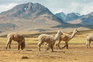 Obraz premium Alpaca