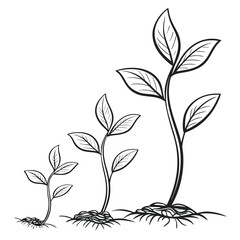 Stages of plant growth