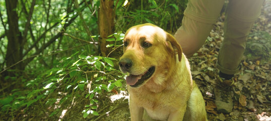 Portrait of dog in the forest.