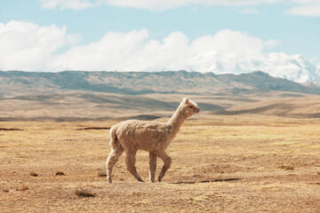 Obraz premium Alpaca