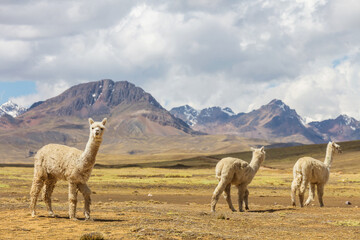 Obraz premium Alpaca