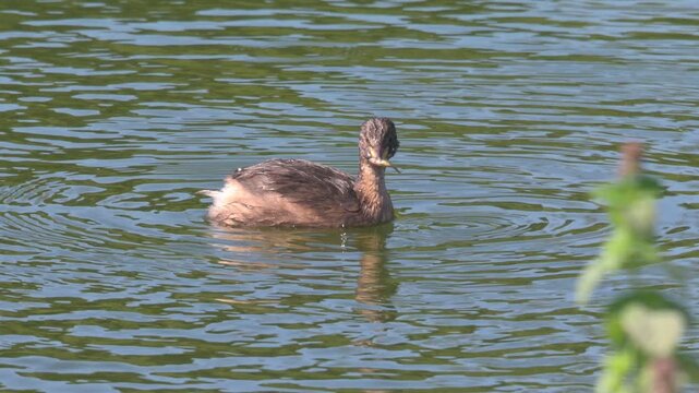Young Little Grebe or Dabchick (Tachybaptus ruficollis) eating a fish it has caught. August, Kent, UK Slow motion x5
