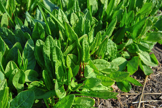 Fresh green sorrel leaves growing in the garden bed on a sunny day. Organic gardening and healthy food concept.