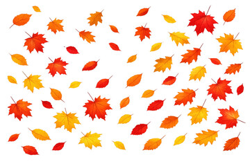 Falling red, orange, and yellow autumn leaves creating a seasonal background for designs, on transparent