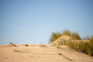 Elevated boardwalk rising over coastal dunes