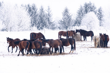 Large herd of horses feeding on hay in snowy winter pasture with frost covered trees, calm rural atmosphere showing endurance, togetherness and quiet northern countryside life