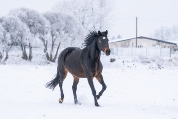 Powerful dark horse walking through snowy winter field, flowing mane and steady stride, calm confidence and quiet freedom in cold northern countryside atmosphere