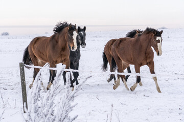 Obraz premium Three strong horses walking together across snowy winter pasture, frosted fence and open horizon, calm rural mood expressing freedom, unity and quiet northern resilience