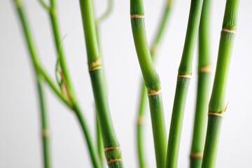 Obraz premium Green bamboo stalks with segmented joints isolated on a clean white backdrop