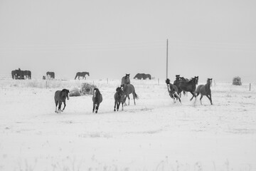 Black and white winter countryside scene with herd of horses running toward camera across snowy field, expressing raw energy, freedom, unity and timeless rural northern mood