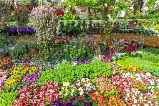 Bright outdoor garden center display packed with blooming flowers, seedlings, potted plants and hanging baskets. Spring gardening, nursery shopping, floral variety.