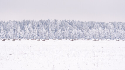 Minimalist winter landscape with snow covered hay bales scattered across a frozen field, framed by a dense frost coated forest, creating a calm Nordic rural scene with soft pastel tones